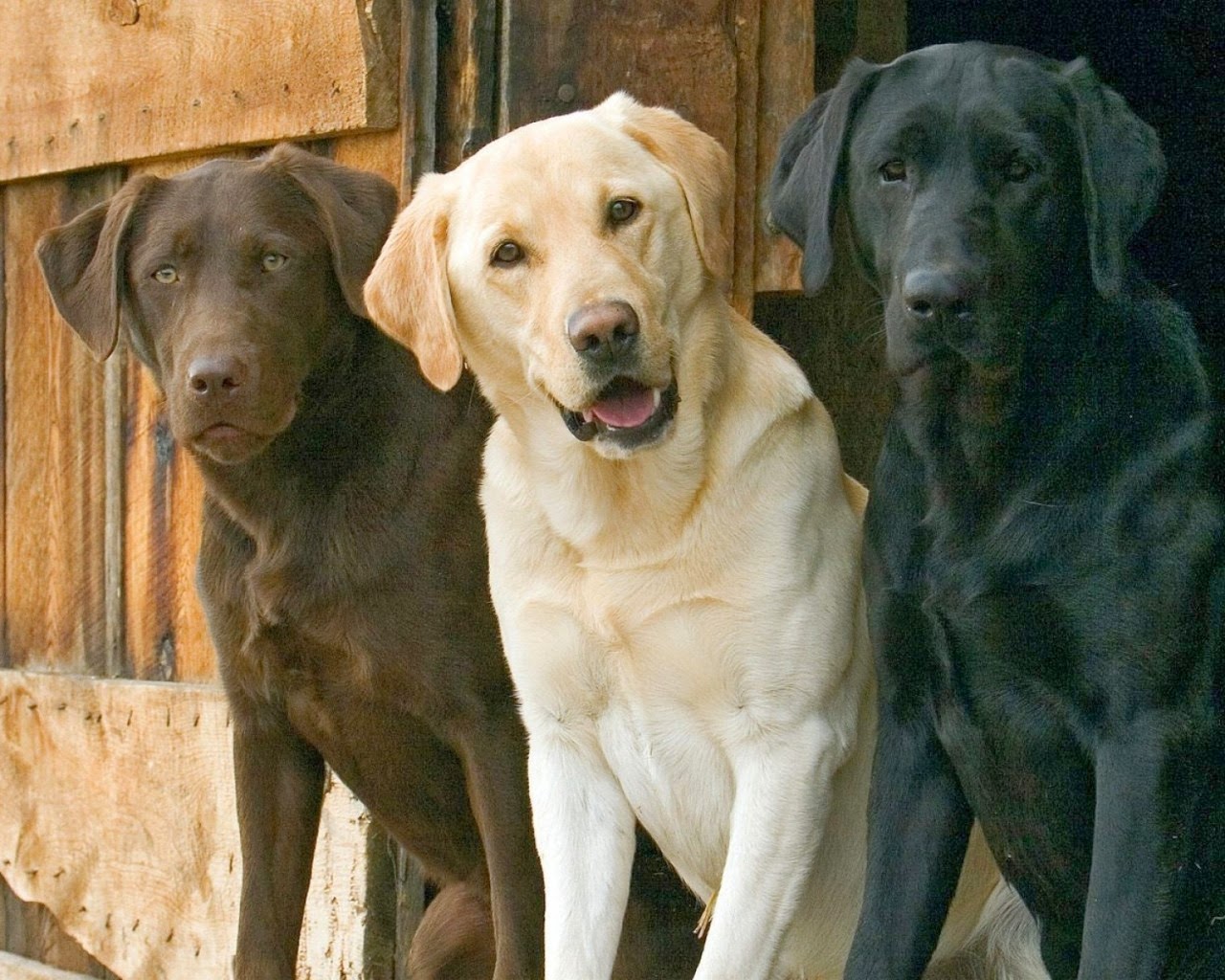 Labrador Retriever Labrador Retriever