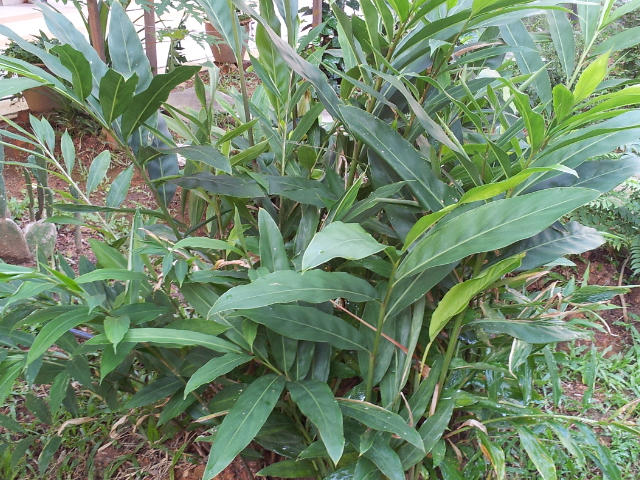 Kehidupan Alam: Projek Taman Mini Herba