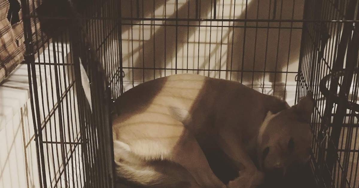 How to Crate Train Your Puppy!