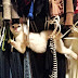 +15 Funny Cats Reached Unbelievable Weird Places!