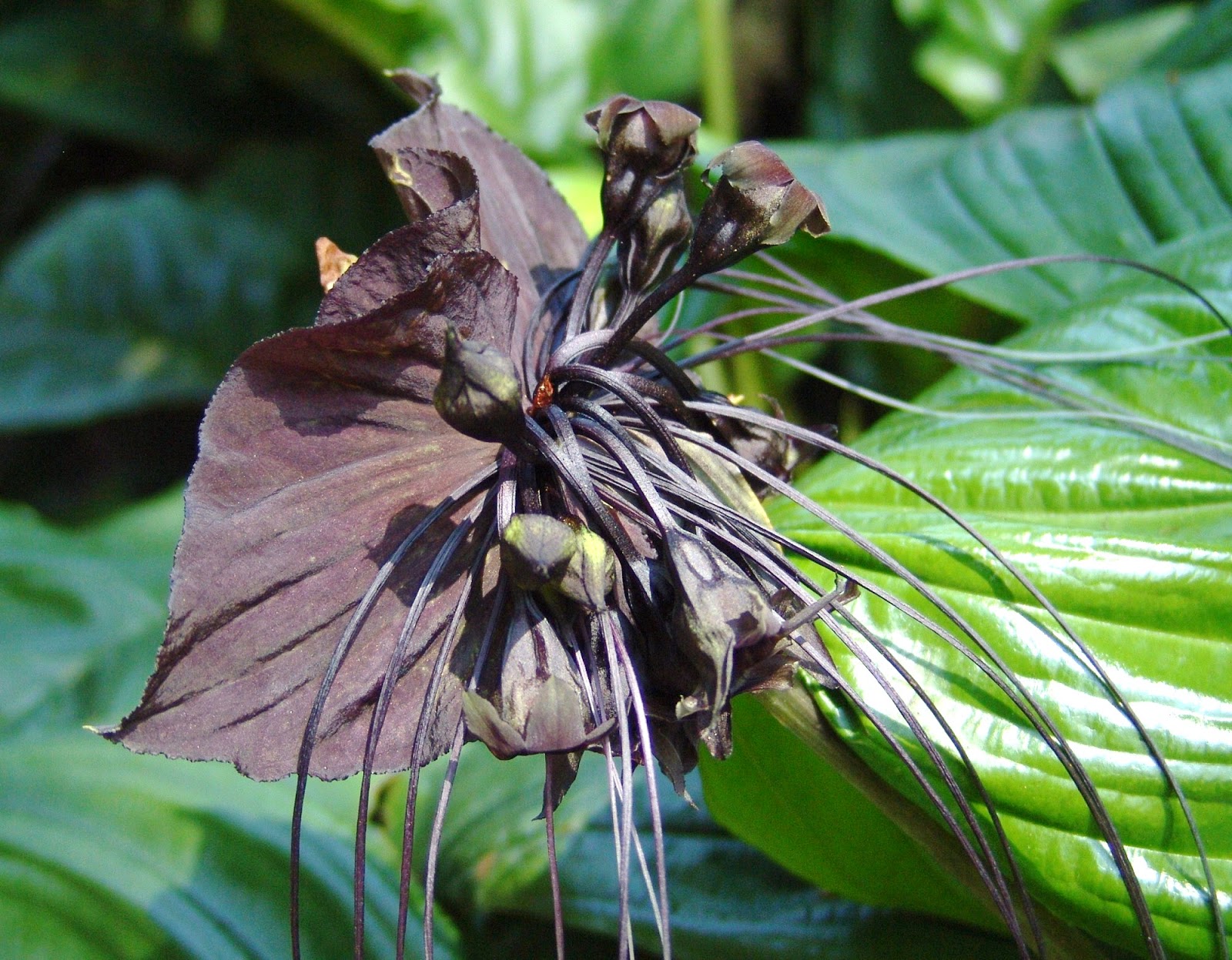 Blok888 Top 10 Weirdest Flowers in the world