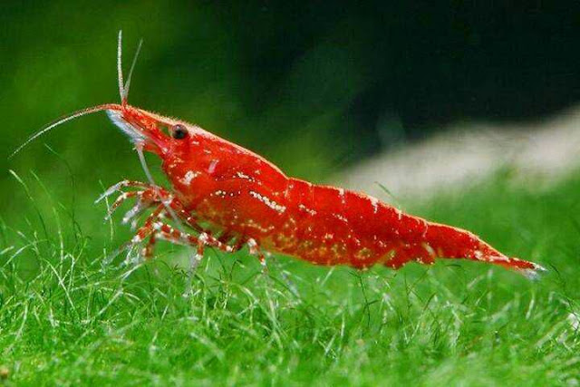 Fauna Pemakan Alga Terbaik Untuk Aquascape Fauna Pemakan Alga Terbaik Untuk Aquascape