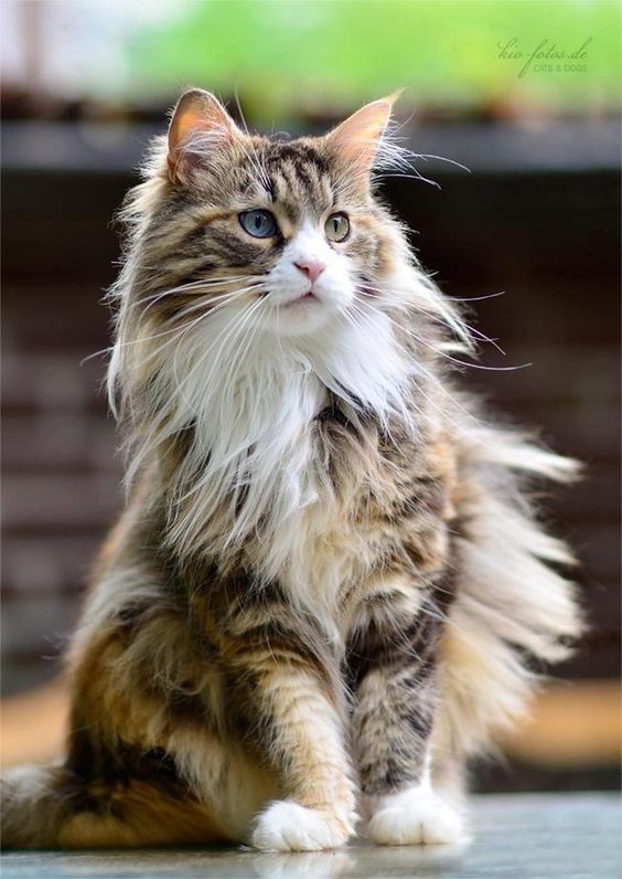 Cute Overload Top 10 Most Friendliest Cat Breeds