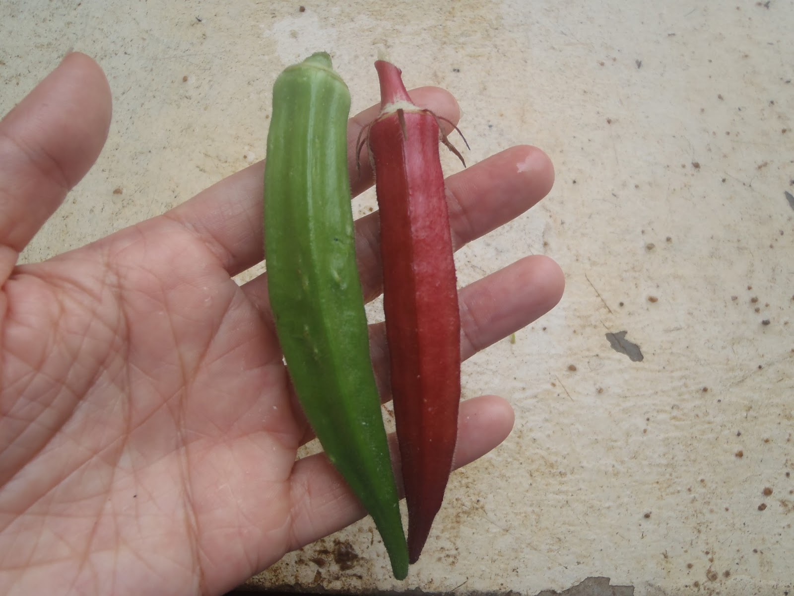 My Farming Footprints Okra harvest red vs green
