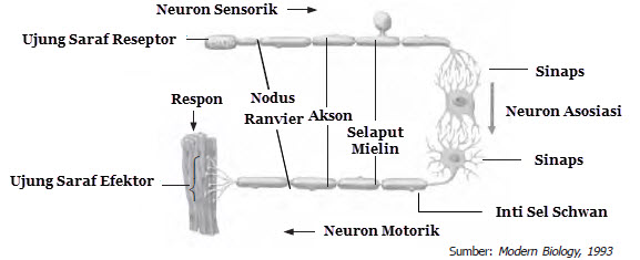 neuron motorik