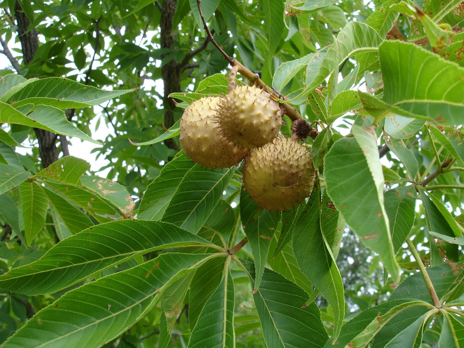 Ottawa Urban Wild Tours Sunday August 14th, 2011 at 10 am Urban