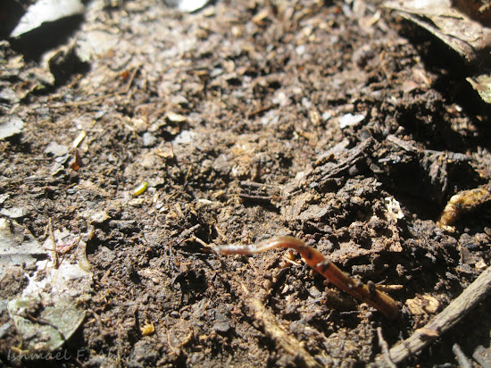 Another photo of leech inside Phukhieo Wildlife Sanctuary