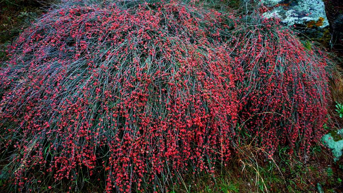 Картинки по запросу Ephedra foeminea