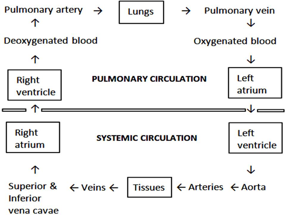 Welcome to the Living World: Body fluids and Circulation
