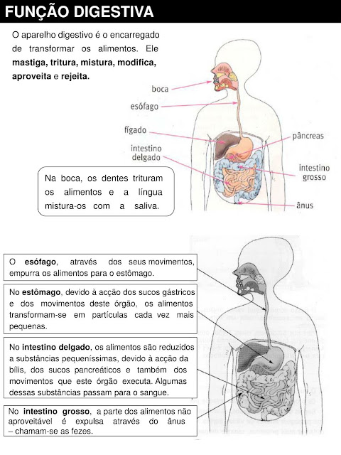 Órgãos do Corpo Humano e Suas Funções