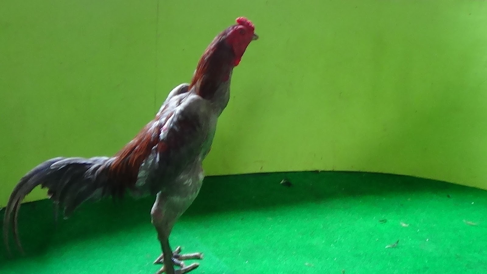 Ayam Petarung Jogjakarta: GENTONG ory pukulan saraf 