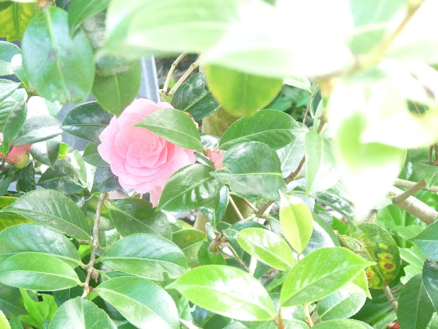 Pink Cammelia Flower