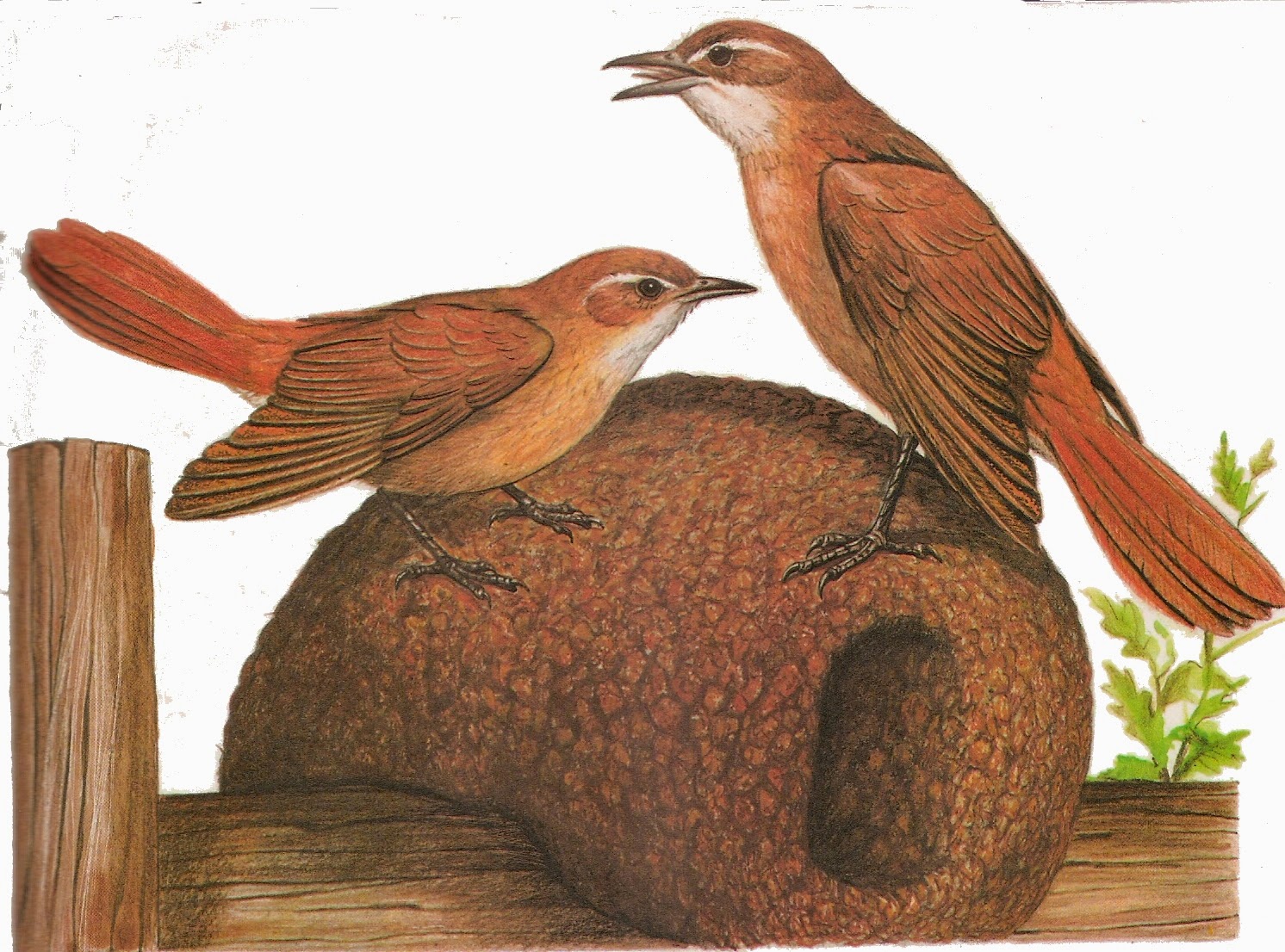 Zoológico Virtual do Koba João de