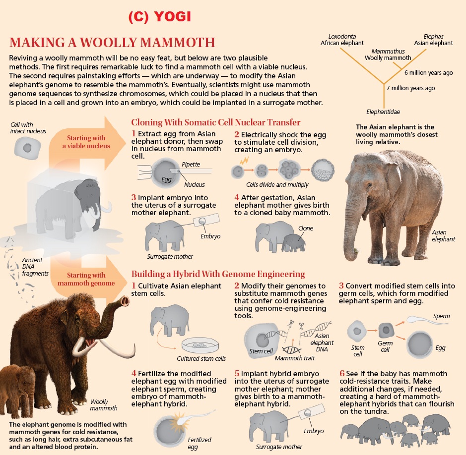 Elephant Evolution Chart