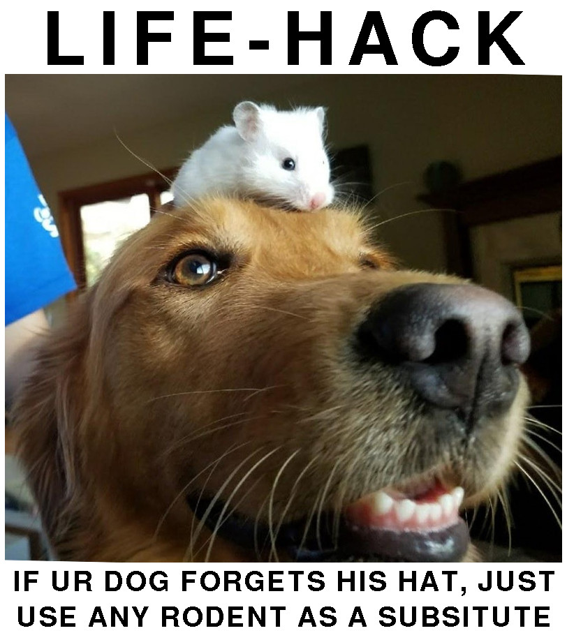 we funny cats dog hat life hack just use a rodent! LIFEHACK if ur dog forgot his hat just use any rodent as a subsitute we funny cats dog hat life hack just use a rodent!