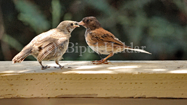 Dark Eyed Junco feeding a chick Dark Eyed Junco feeding a chick