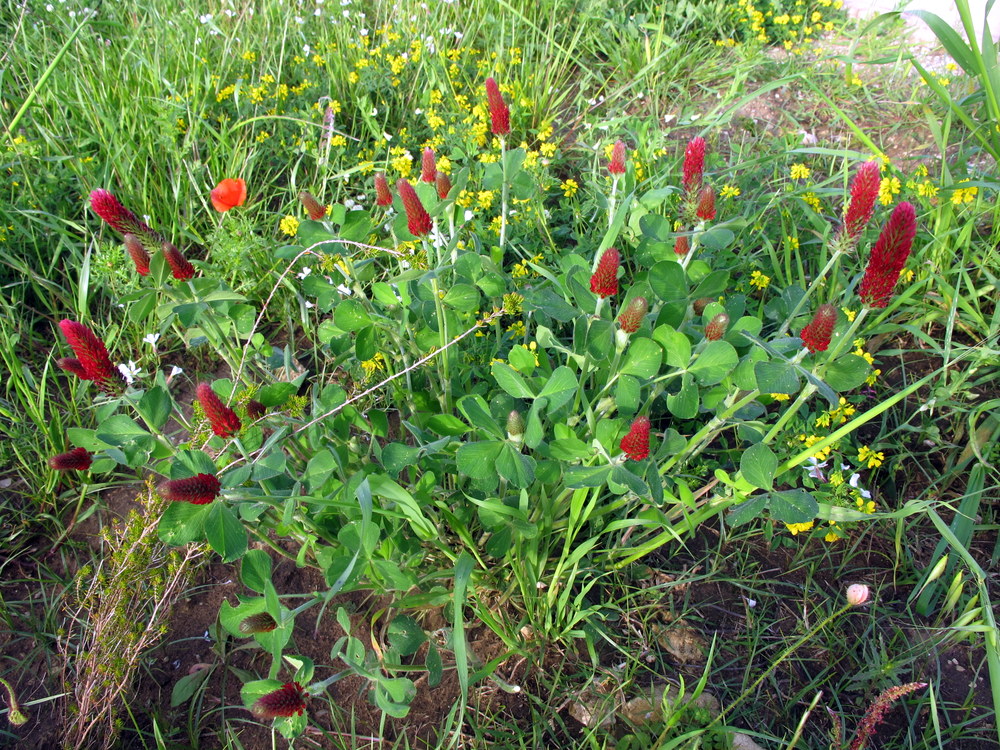 Flora Nel Salento E Anche Altrove Trifolium Incarnatum L Fabaceae Trifoglio Incarnato