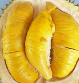 Durian Musang King Durian Musang King