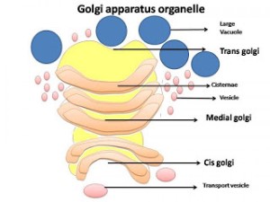 Fungsi Badan Golgi Fungsi Badan Golgi