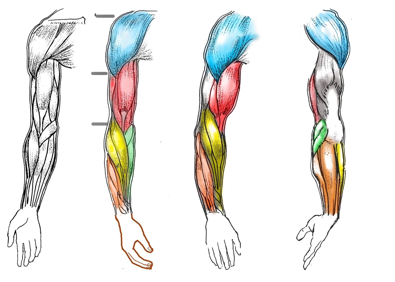 Winter 2018 Étude de la forme humaine A) // Drawing the Human form A