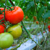 Buah Tomato Khasiat Untuk Kecantikan Kulit