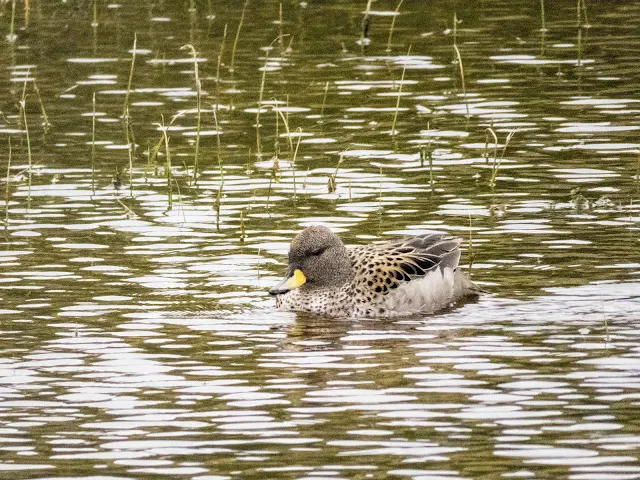 Spectacled teal duck in Torres del Paine National Park day trip in Chile.