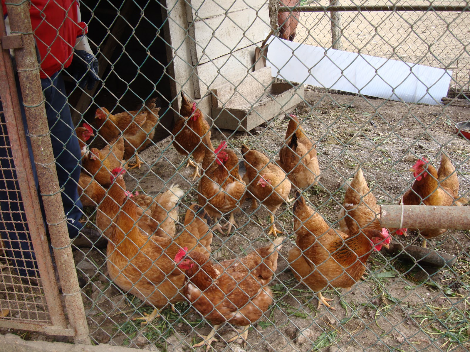 Le Galline Selvatiche E L Amore