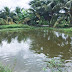 Bán đất thổ cư trang trại 1700m2 tại Thanh Hà - Hải Dương