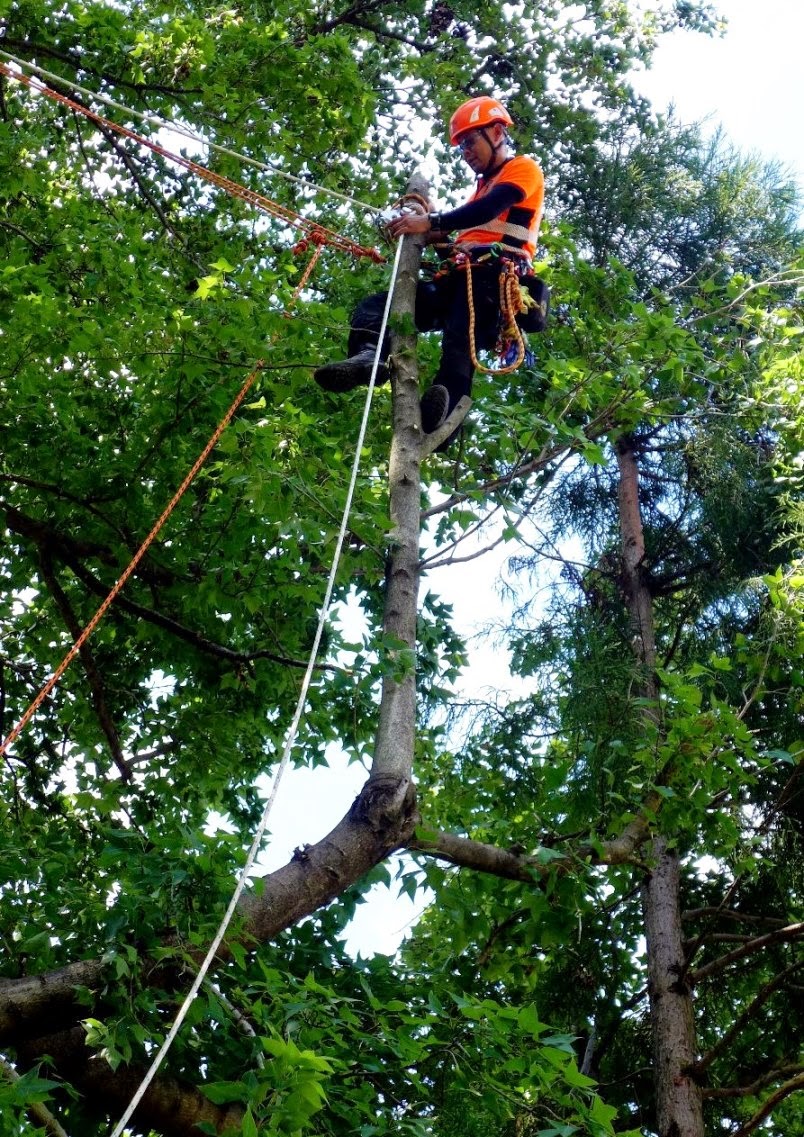岐阜県立森林文化アカデミーブログ: アーボリストのための安全リギング