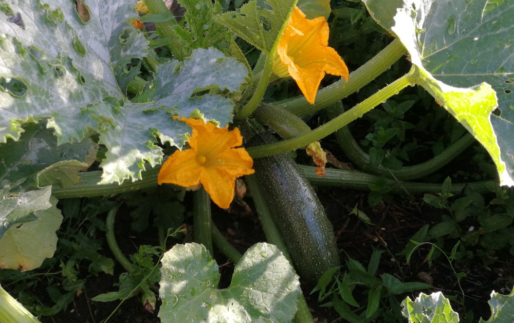 Barbaras Spielwiese: Kartoffel-Zucchini-Tortilla