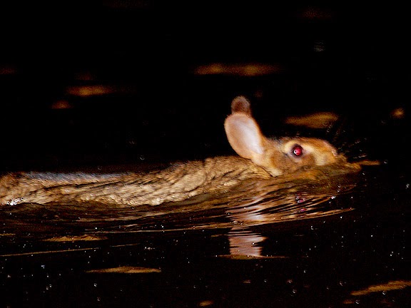 зайчик поплыл. водоплавающий заяц. заяц плавает. заяц плывет. сова плавает.