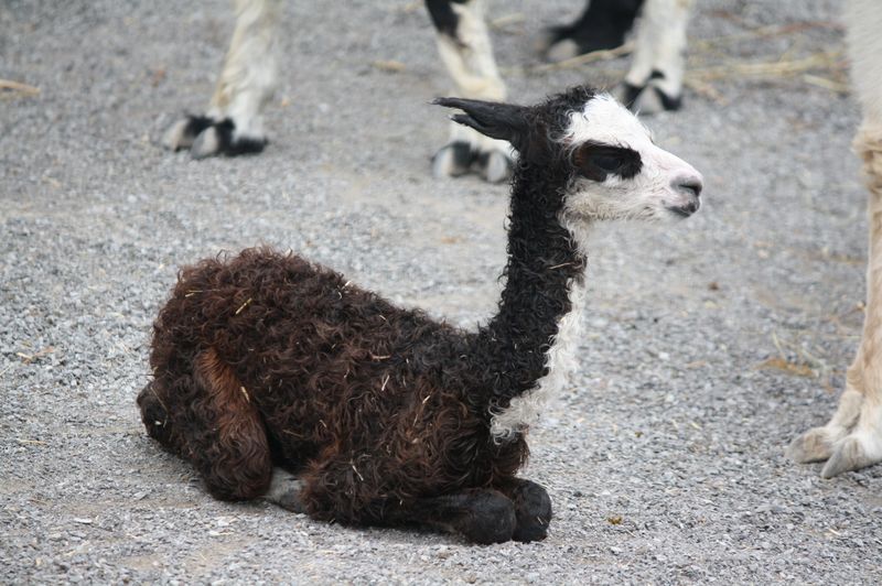 Baby Animals: Cria 3