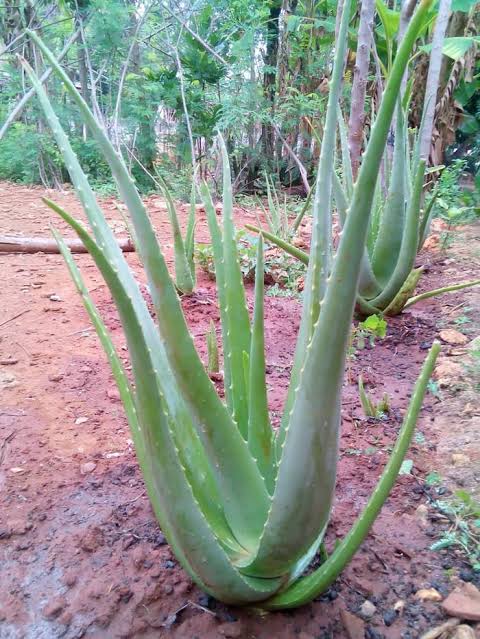 Lidah buaya Lidah buaya