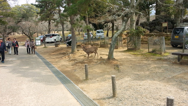 « 奈良公園. »