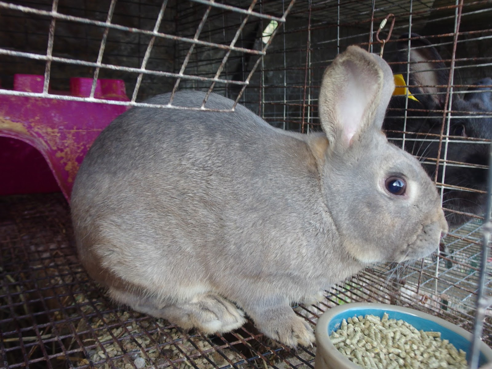 Wild Tree Tops Breeding Bunnies