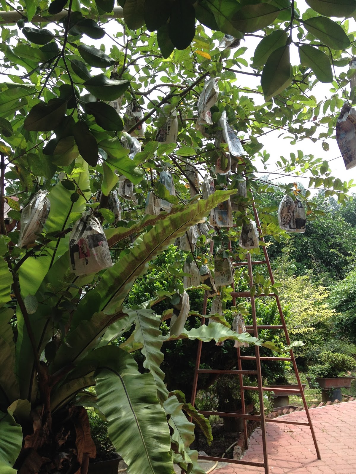 Ersatz Expat Pomelos Ipoh's Famous Fruit
