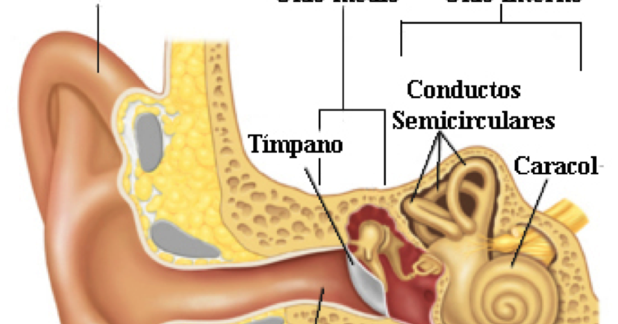 Anatomia Aplicada: EL OIDO