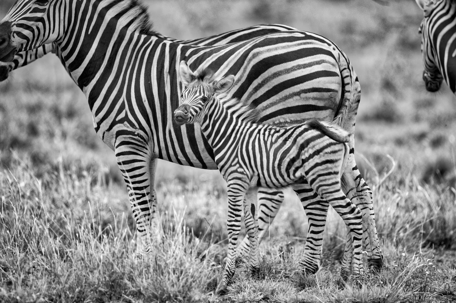 Grayscale of Zebras