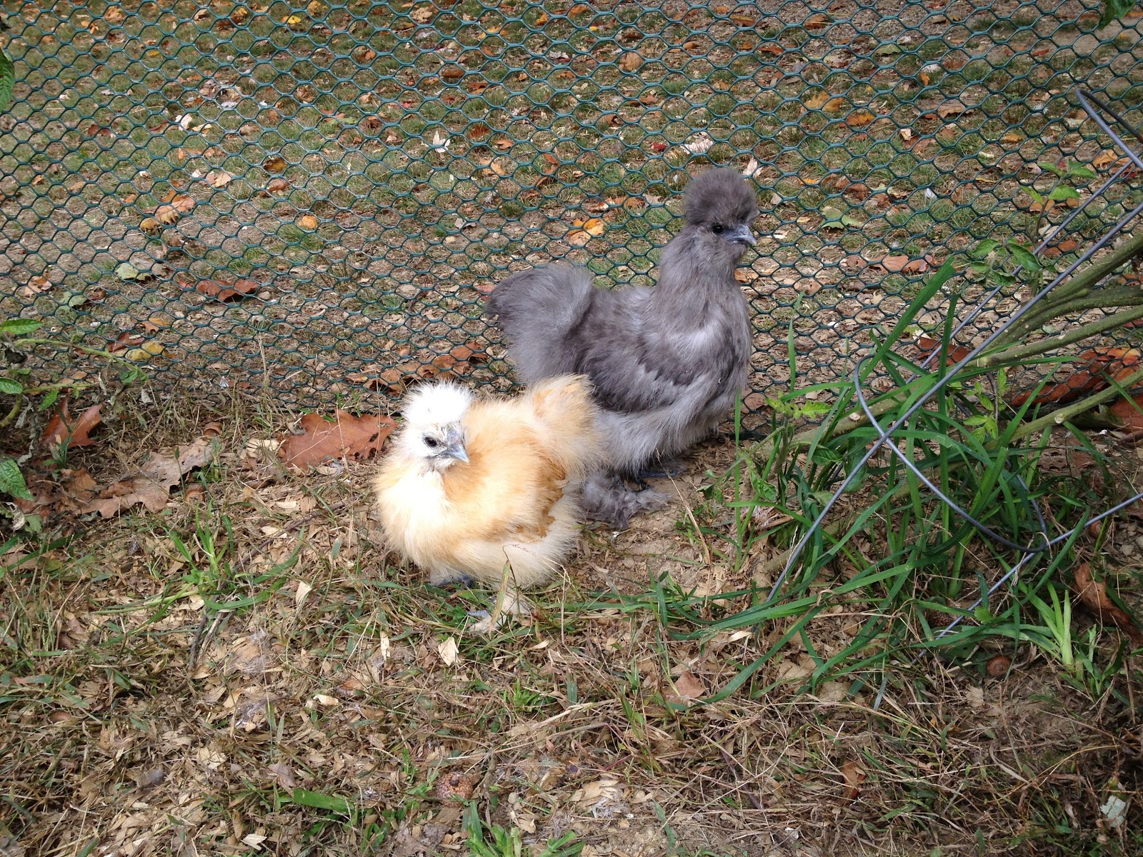 Funny chicken names, by color. Murano Chicken Farm