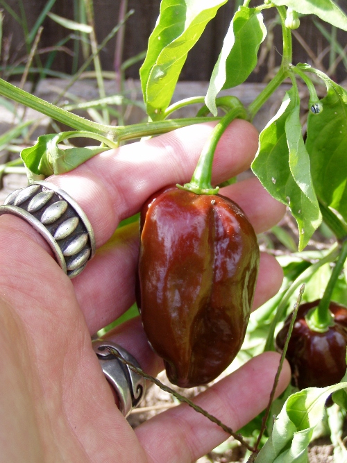 Jamaican Chocolate Habanero Chili Peppers