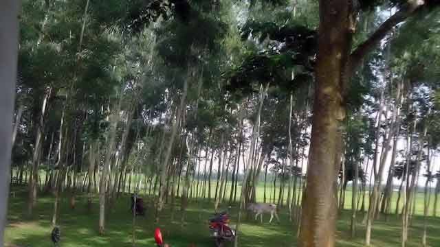 garden of Gasir Para in Bakshiganj বকশীগঞ্জের ঘাসির পাড়ায় প্রাথমিক বিদ্যালয়ের কাঠ বাগান নিয়ে ধুর্ম্মজাল সৃষ্টি