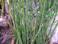 paku ekor kuda (Equisetum) paku ekor kuda (Equisetum)