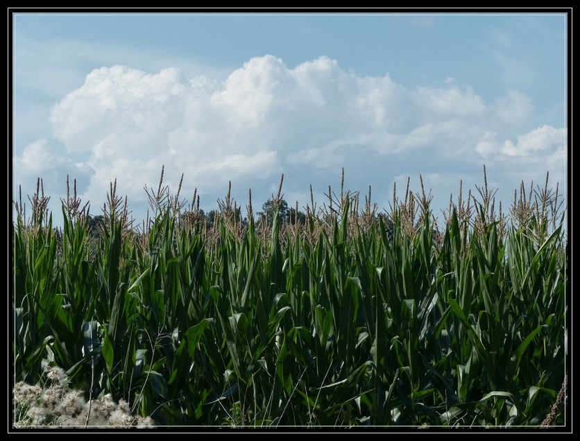 Cornfields 
