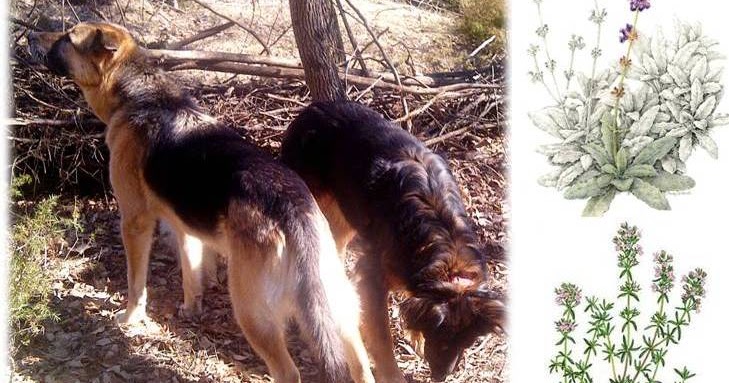 How To Make Natural Mosquito Repellent For Dogs How To Make Natural Mosquito Repellent For Dogs