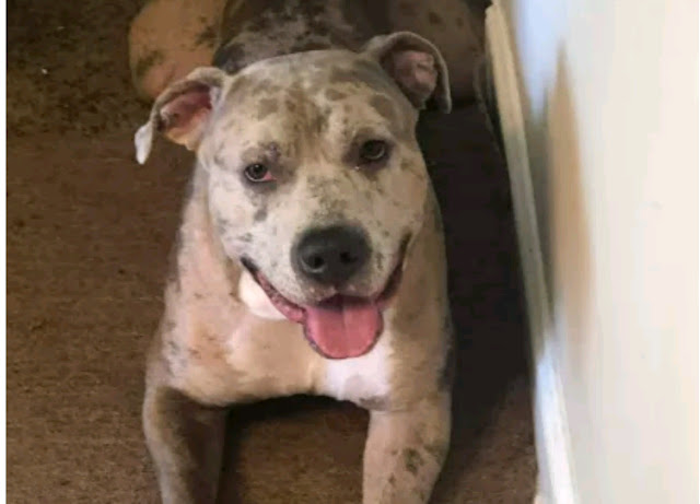 Pit bull inflicts horrific injury on its owner but she refuses to put it down (graphic photos) Pit bull inflicts horrific injury on its owner but she refuses to put it down (graphic photos)
