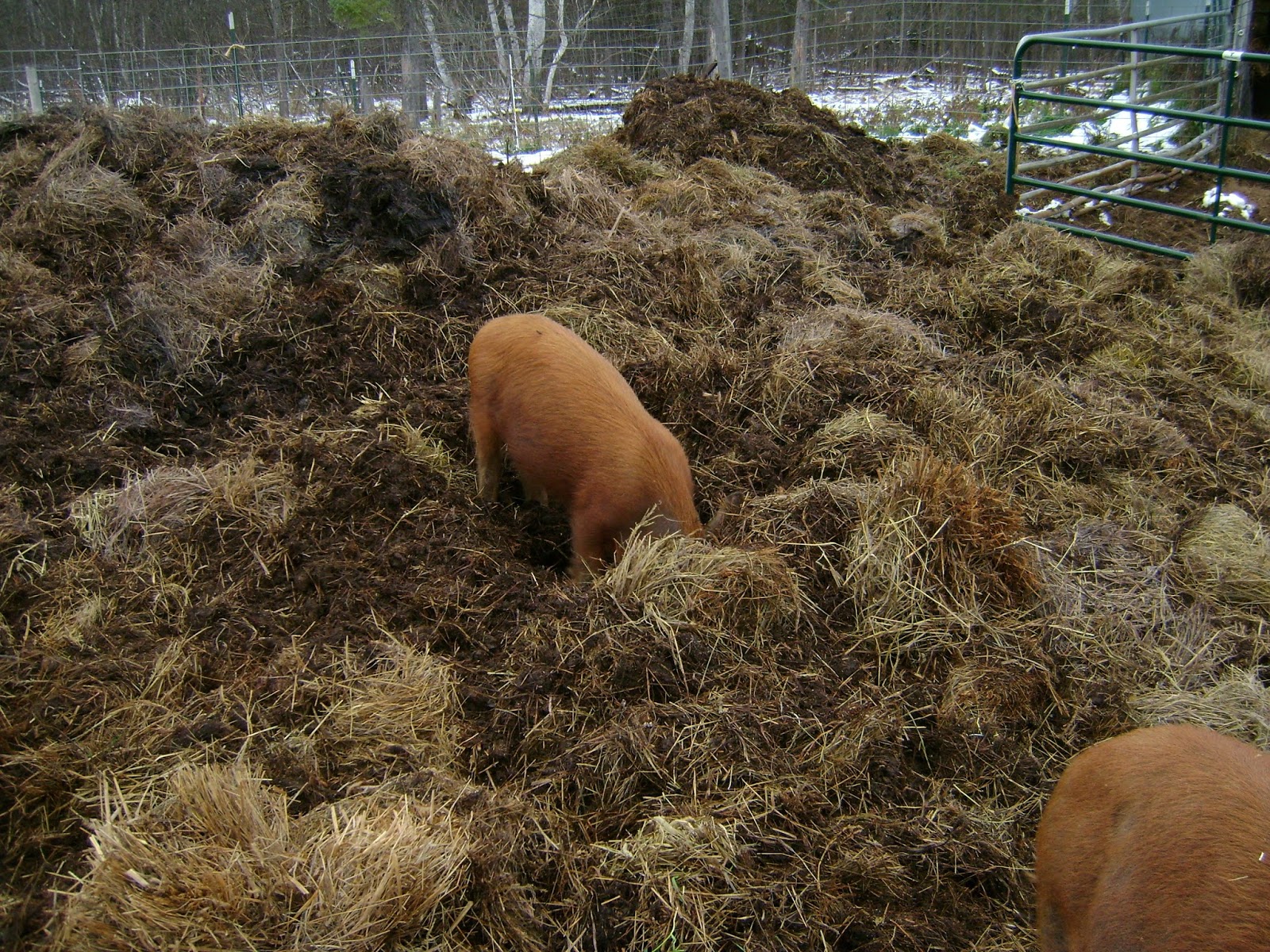 Ole Lake Farm Pig and Turkey Adventures