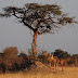 Zimbabwe - Parc national de Hwange