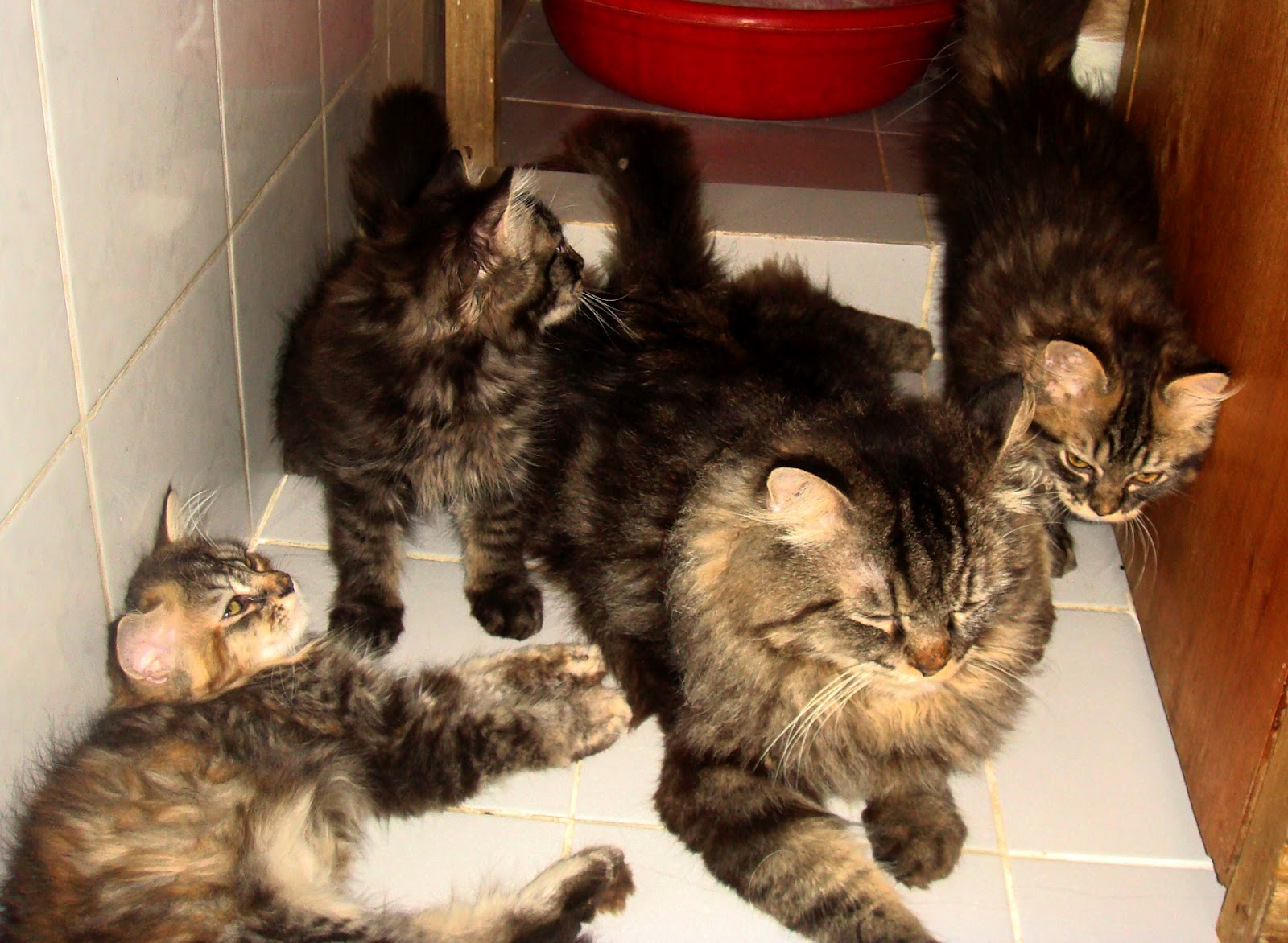 Persian Cat for Sale Philippines (manila) Persian Kittens for sale (3