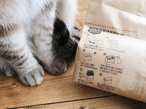 栽培セットの紙袋とシャムトラ猫の揃えた可愛い前脚