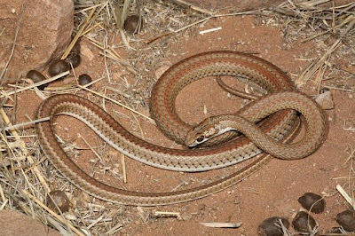 Serpiente de arena de Karoo Psammophis notosticus